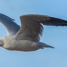 Sea Gull