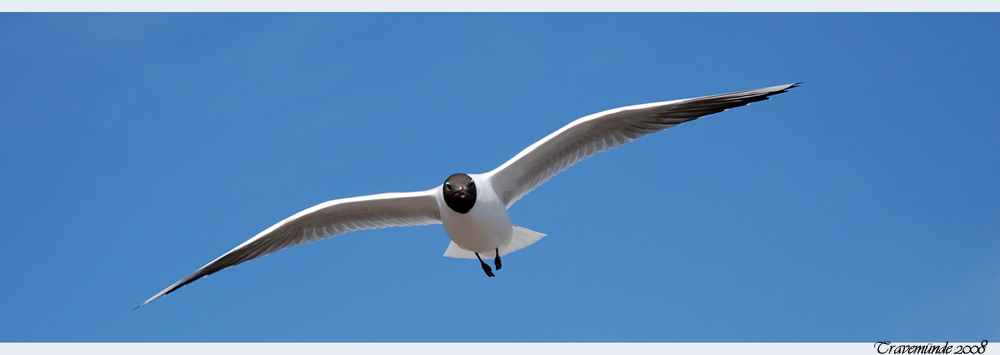 Sea gull