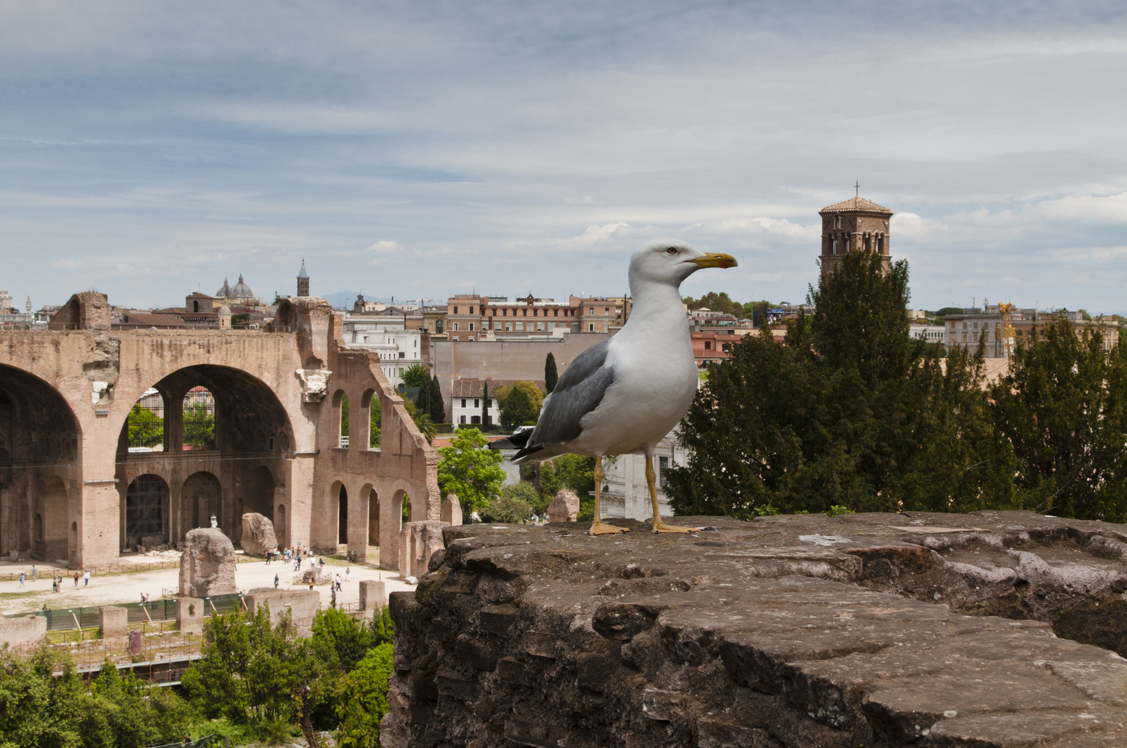 Sea gull in Colosseum