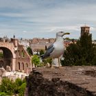 Sea gull in Colosseum