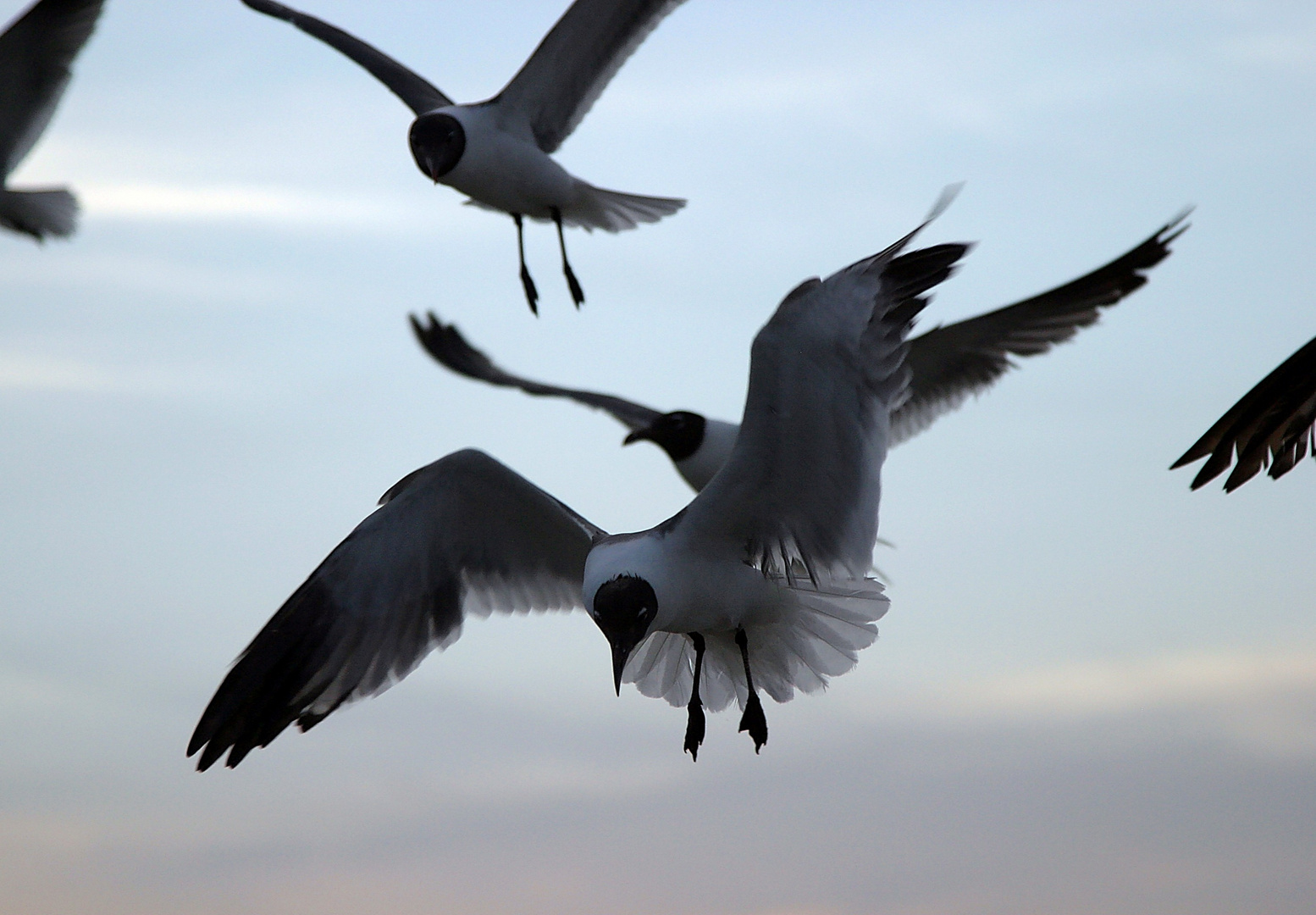 Sea Gull looking for Food