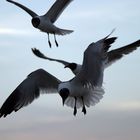 Sea Gull looking for Food