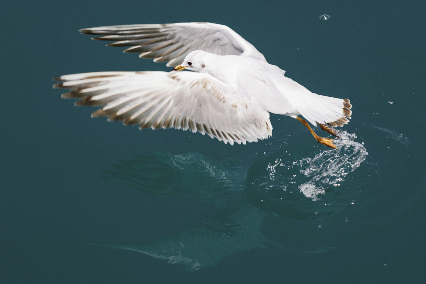 sea gulls