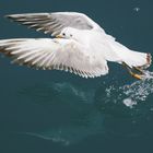 sea gulls