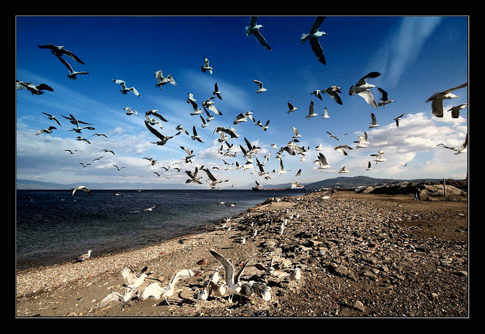 Sea Gulls