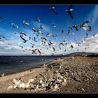 Sea Gulls