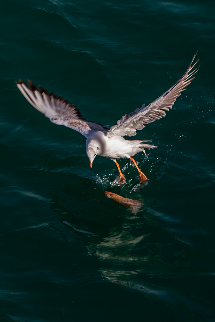 sea gulls