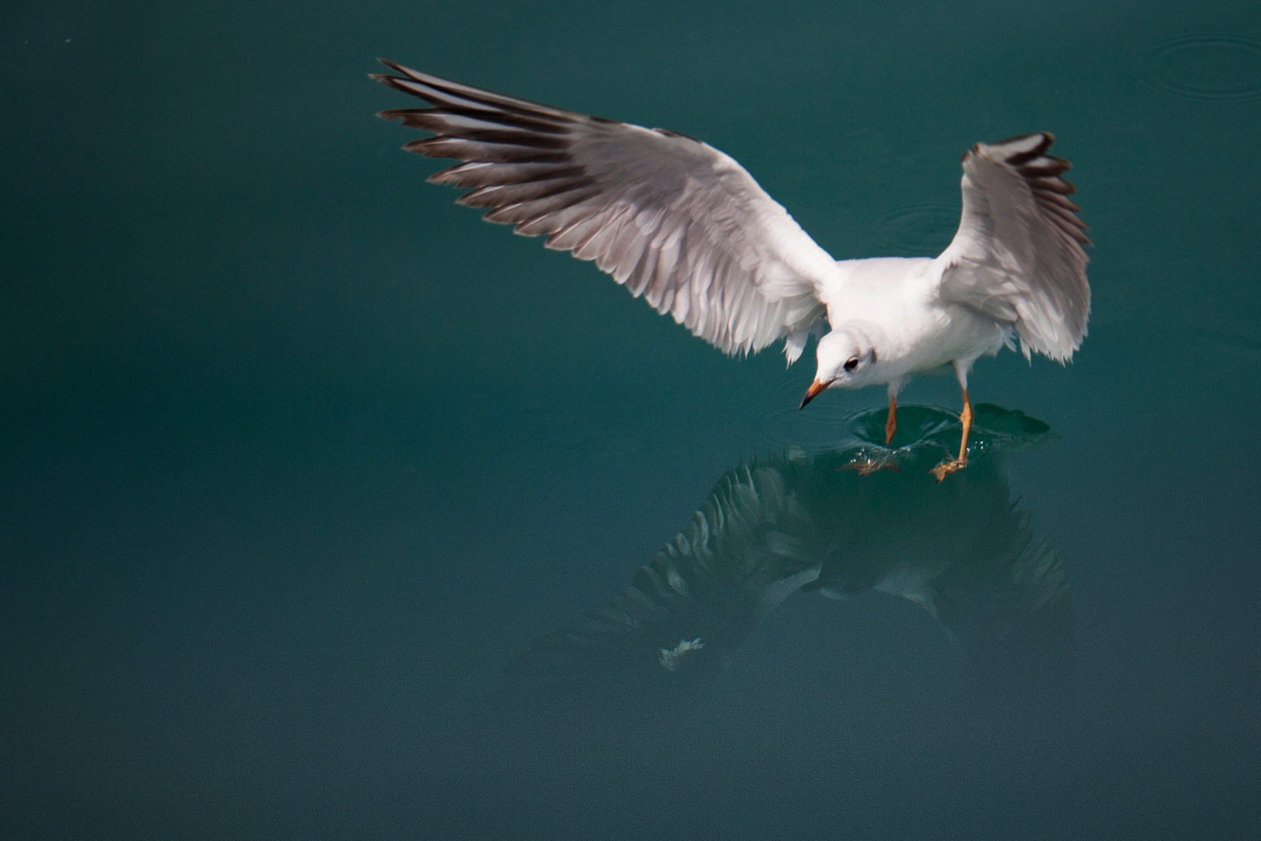 sea gulls