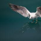 sea gulls