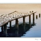 sea gulls