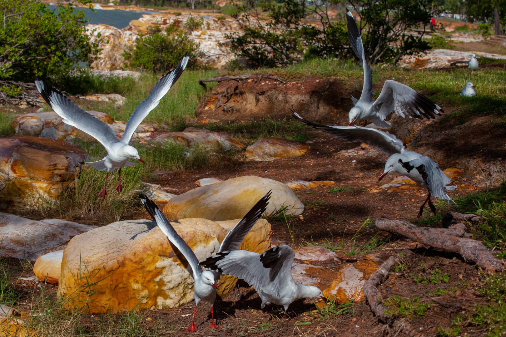 Sea Gulls