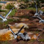 Sea Gulls