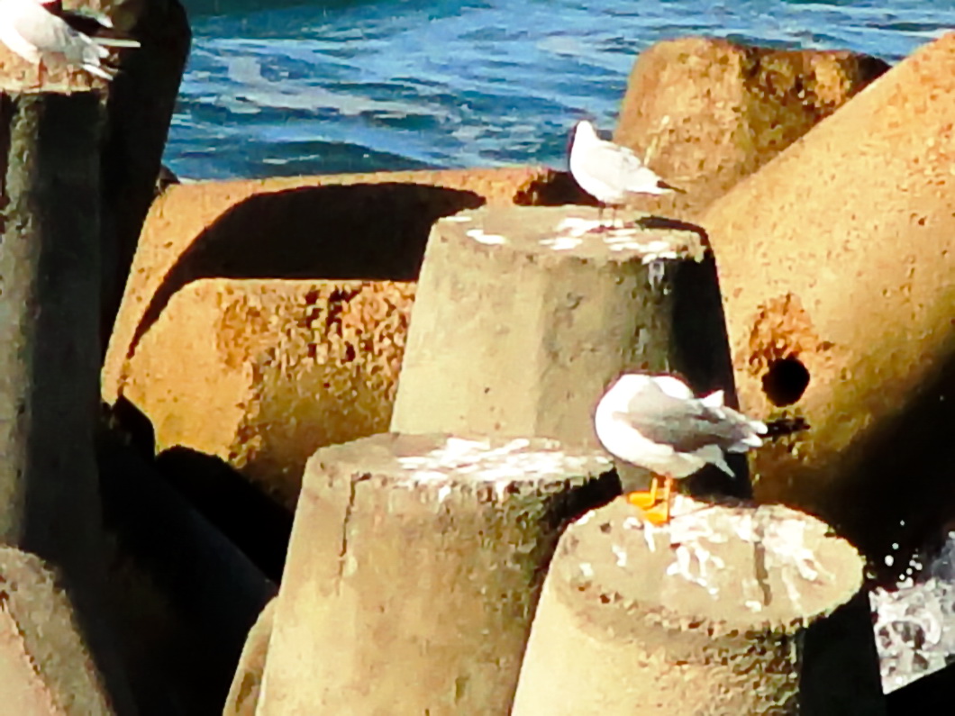 Sea Gulls