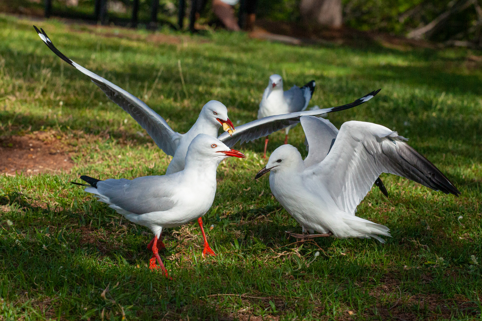 Sea Gulls