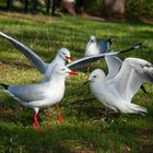 Sea Gulls