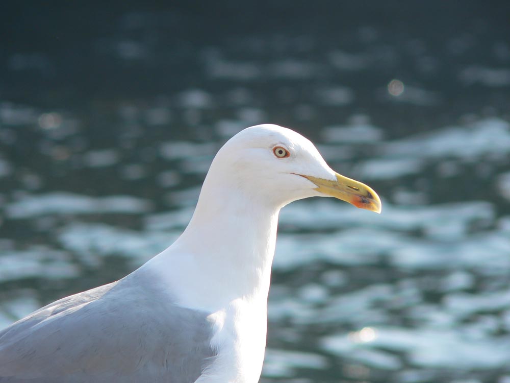 sea gulls of istanbul