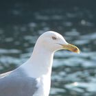 sea gulls of istanbul
