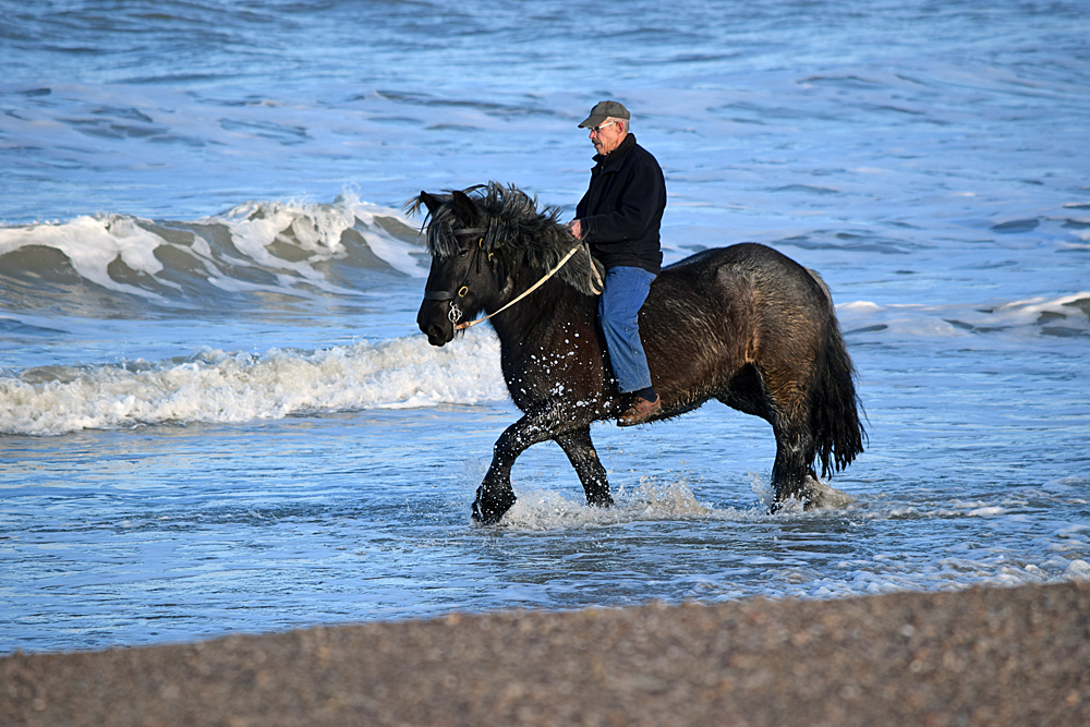 sea-horse