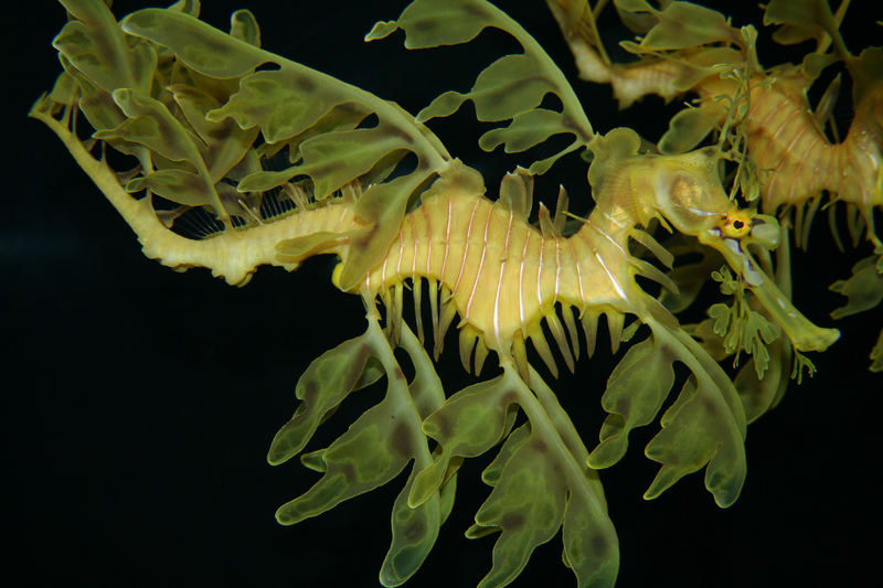 Sea Horse