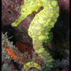 Sea Horse