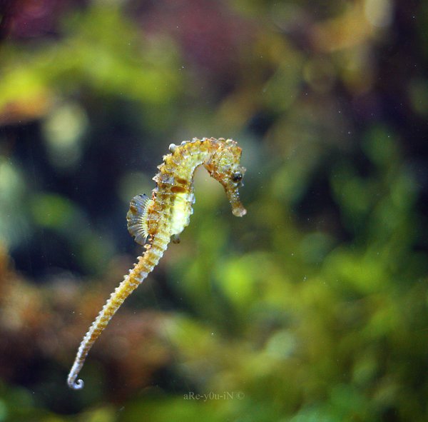 Sea Horse