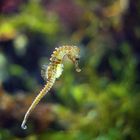 Sea Horse