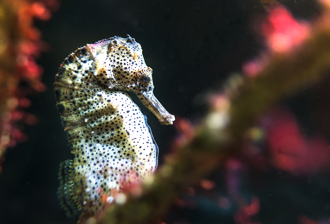 sea horse I