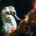 sea horse I