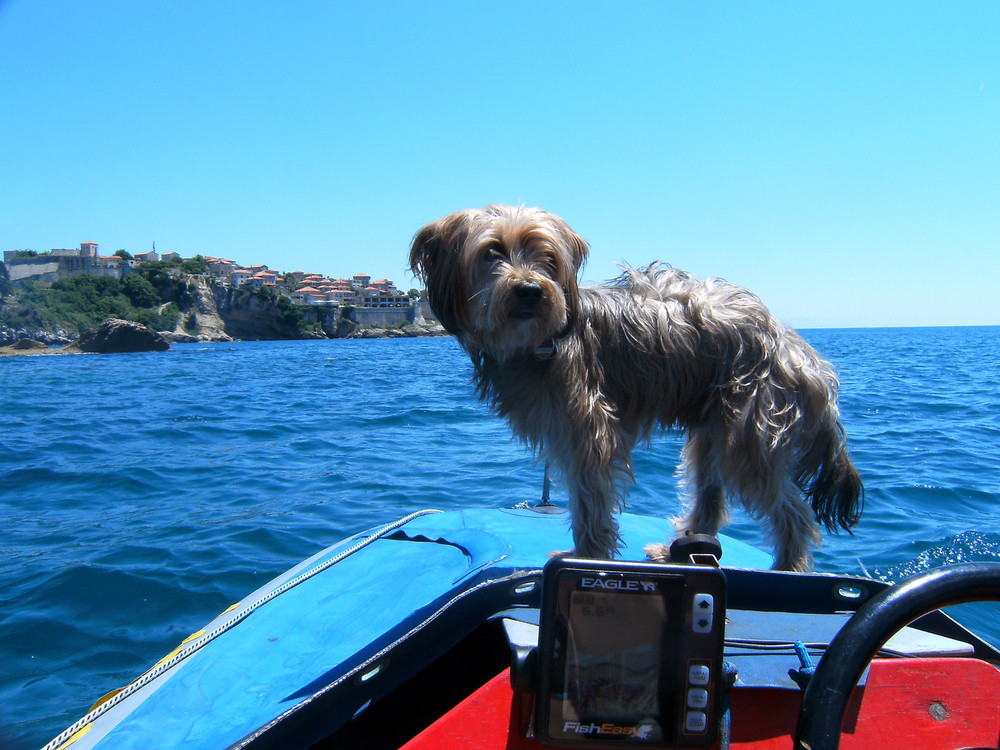 Sea-Hund in Montenegro