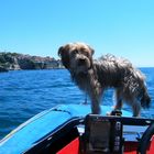 Sea-Hund in Montenegro