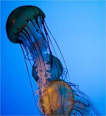 SEA JELLIES