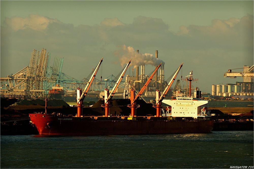 SEA LAVENDER / Bulk Carrier / Rotterdam