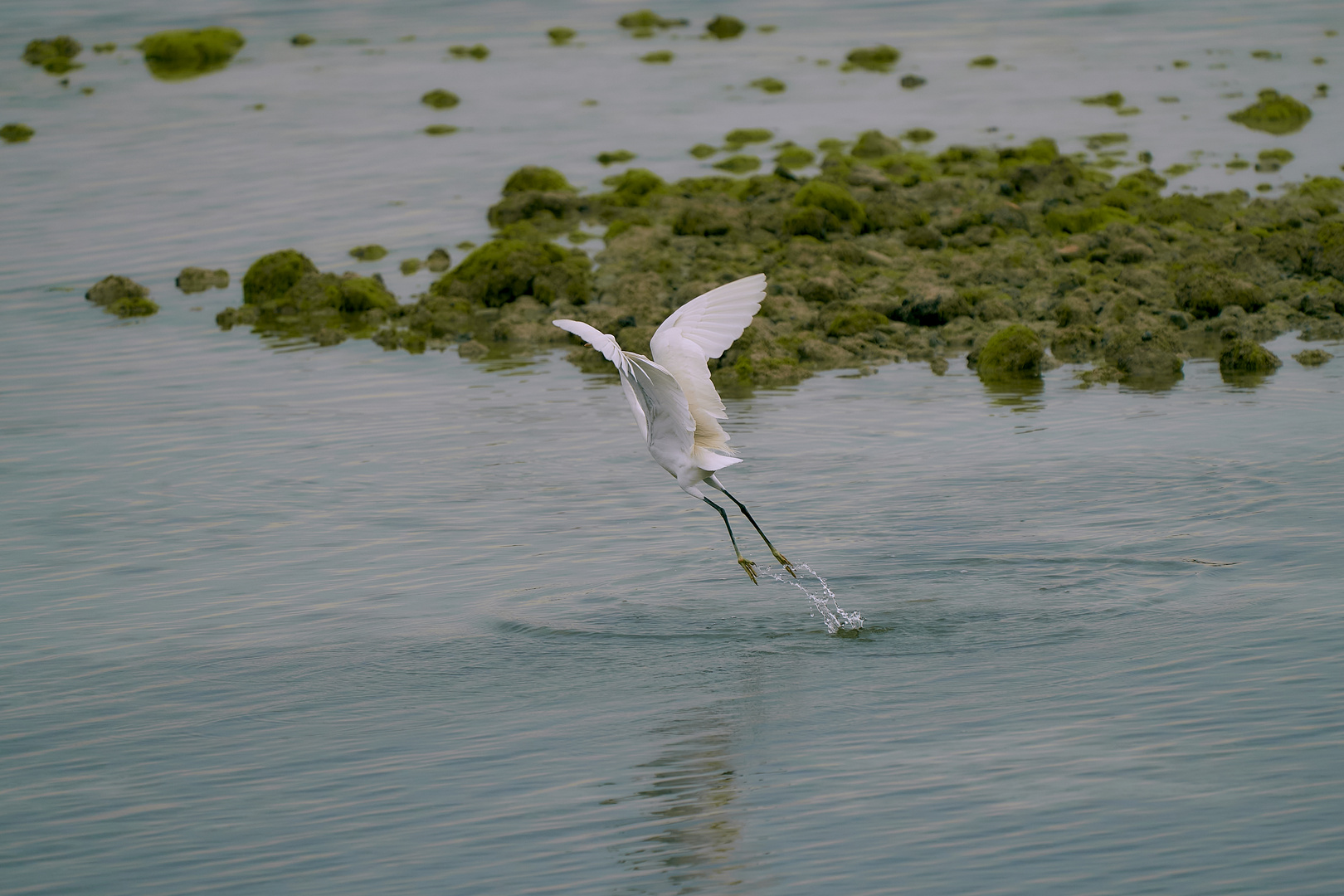 Sea life