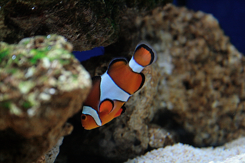 sea life bewohner 3 (Nemo)