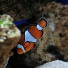 sea life bewohner 3 (Nemo)