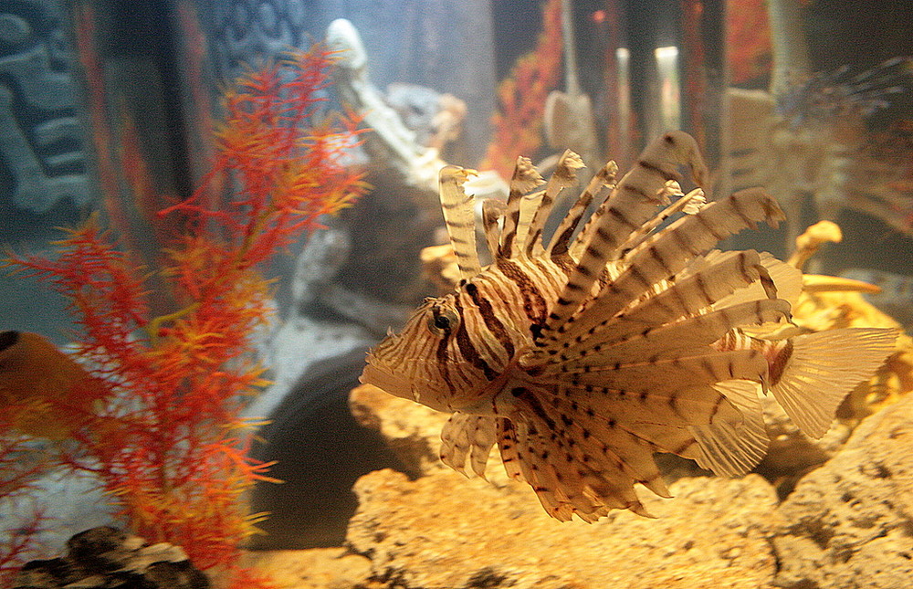 sea life bewohner 4