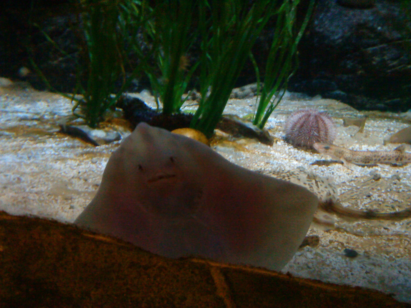 Sea Life Bewoner