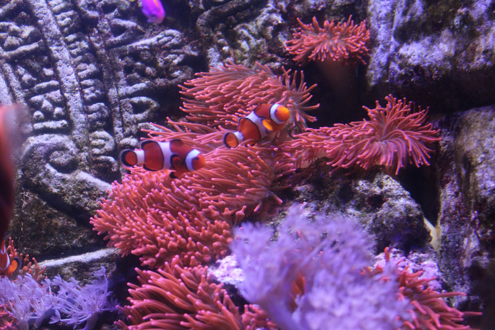 SEA LIFE Hannover: Anemone mit Clownfisch