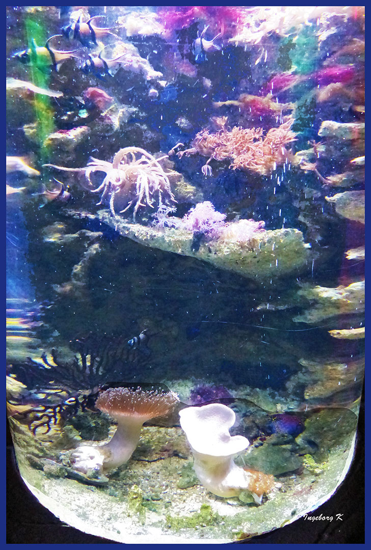 Sea life Oberhausen - Korallen