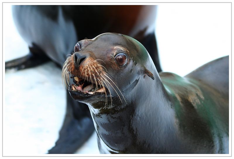 Sea lion