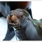 Sea lion