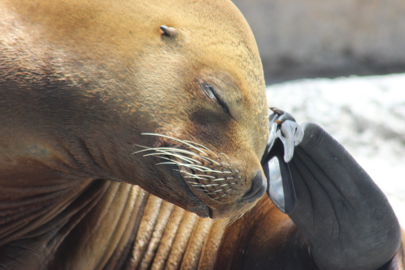 Sea Lion