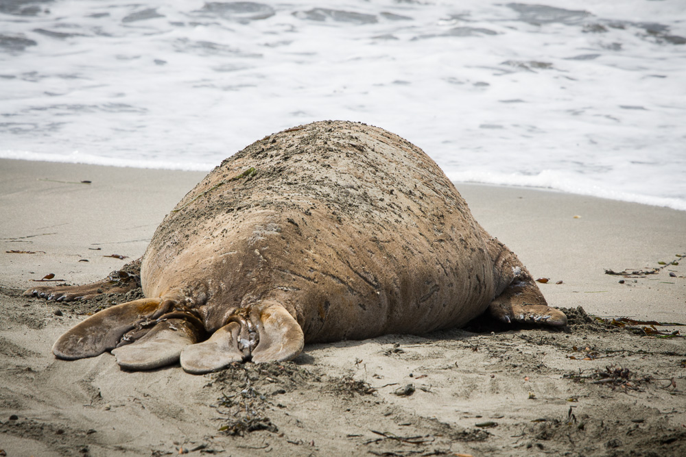 Sea Lion