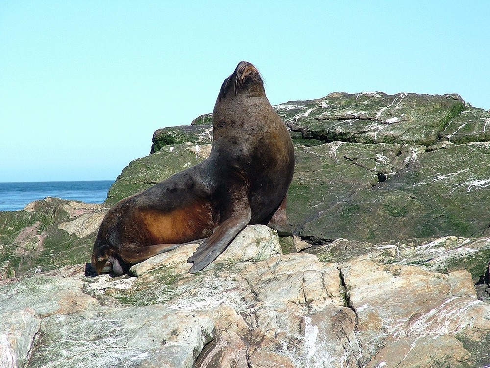 Sea Lion