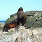 Sea Lion