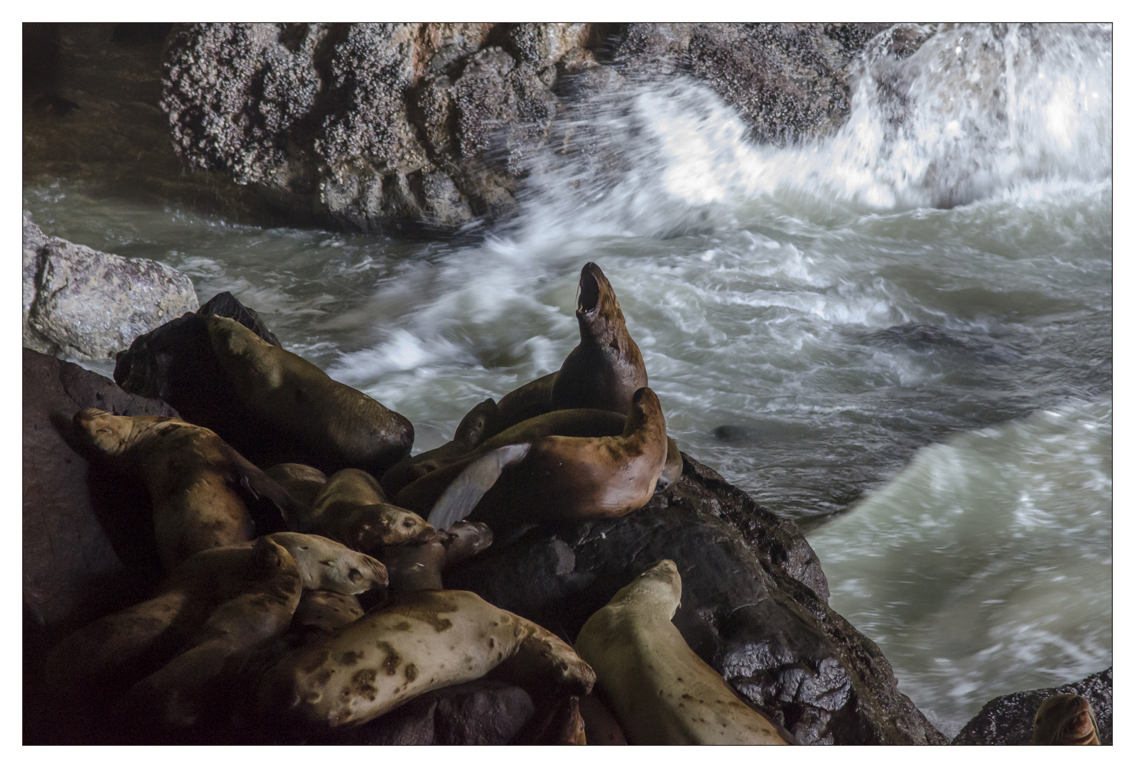 Sea lion cave, Florence,OR.