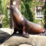 Sea lion @ CentralPark Zoo