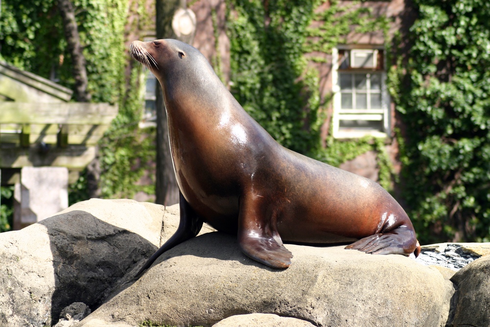 Sea lion @ CentralPark Zoo