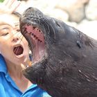 Sea Lion Chi-Chi