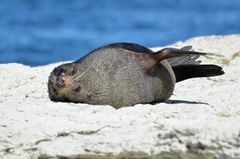 Sea Lion